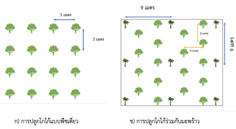 นวัตกรรมการปลูกโกโก้ และการผลิตโกโก้